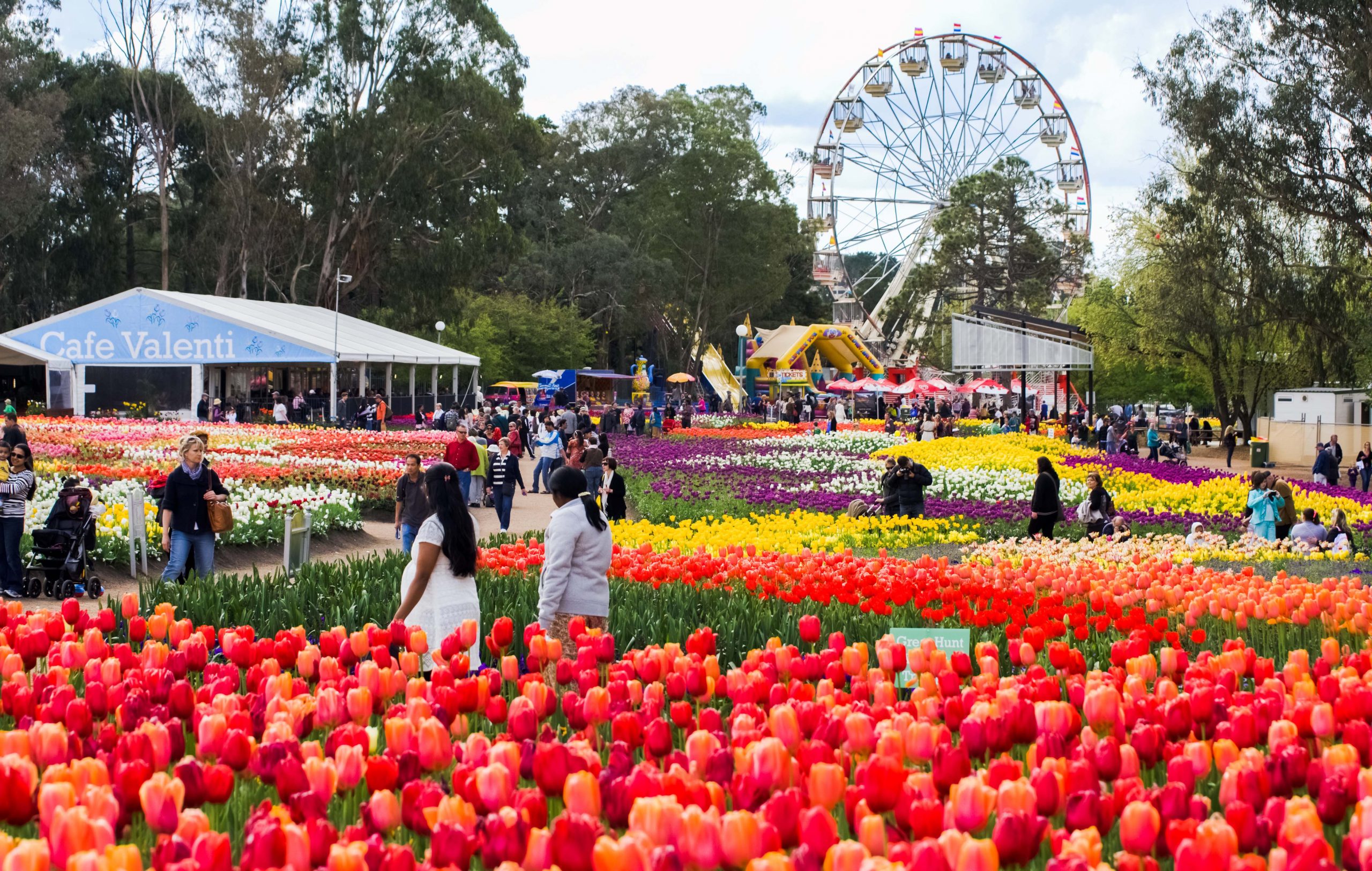 CANBERRA - AUSTRALIA: SEPTEMBER 14,2013: Blossom of tulips at Floriade Festival,Canberra, Australia. Floriade is Australia biggest celebration of spring. This iconic Canberra event.