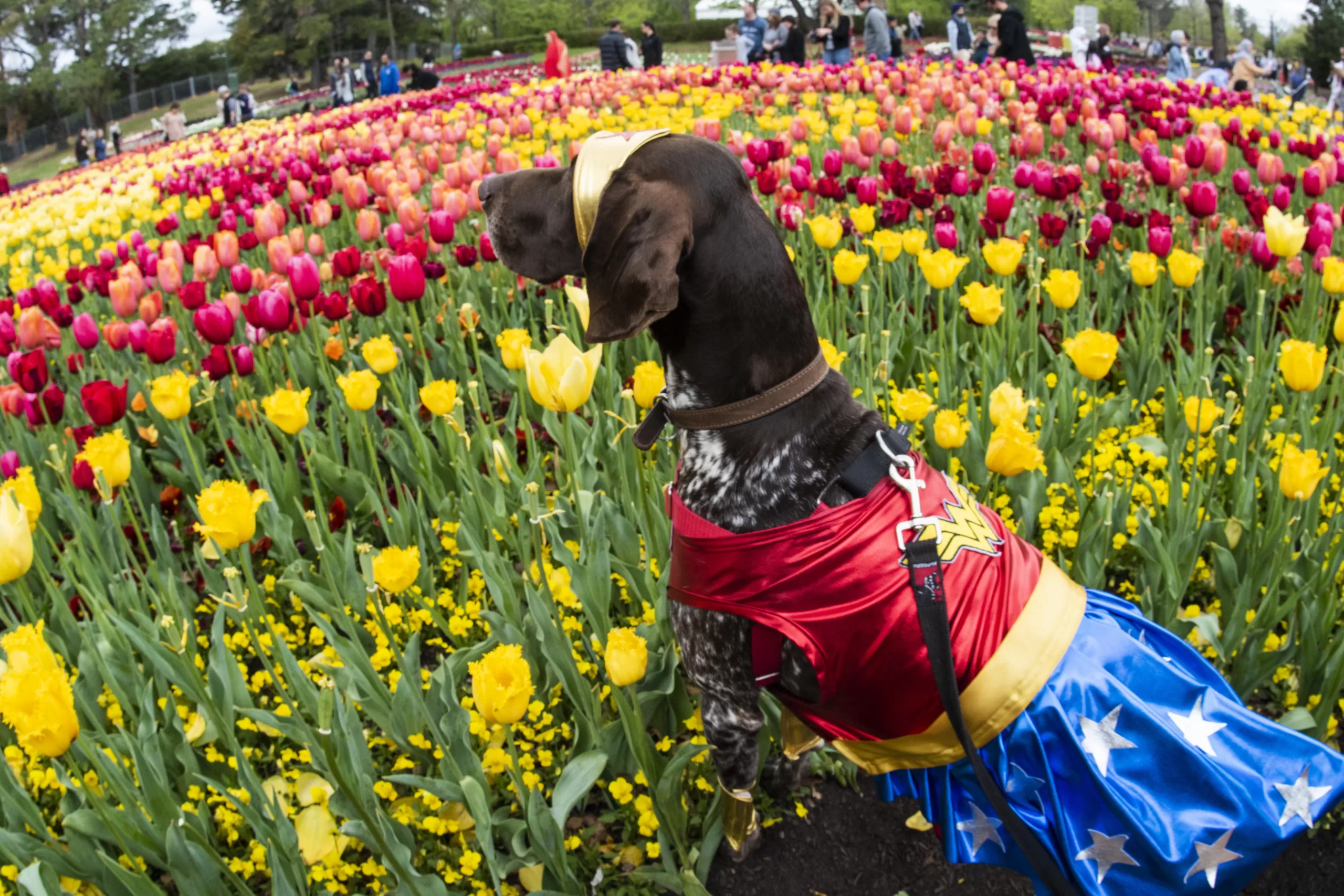 Explore Floriade during Dogs' Day Out - 📸 Martin Ollman Photography